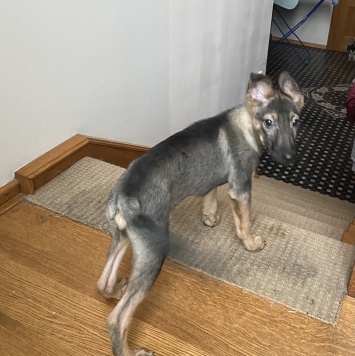 Собаки в добрые руки - Марсик - 2