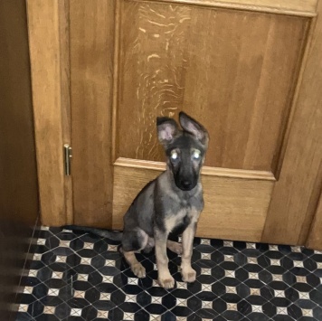 Собаки в добрые руки - Марсик - 3