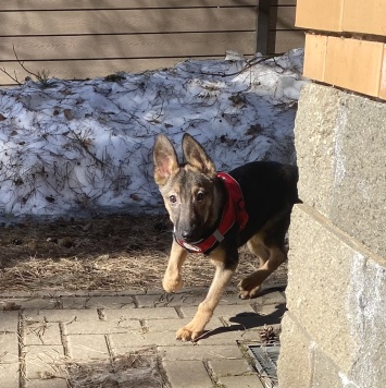 Собаки в добрые руки - Марсик - 4