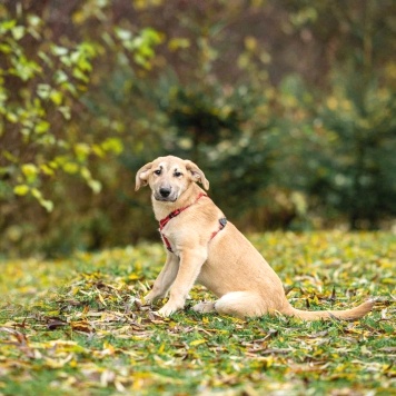 Собаки в добрые руки - Майло