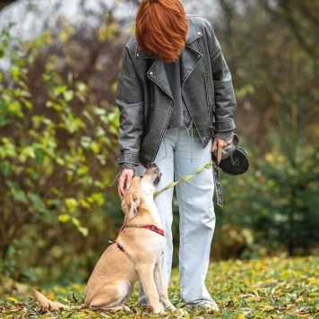 Собаки в добрые руки - Майло - 1