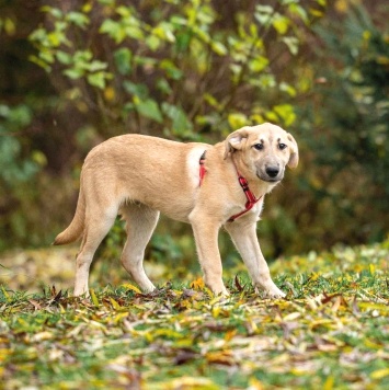 Собаки в добрые руки - Майло - 2