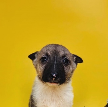 Собаки в добрые руки - Бэль