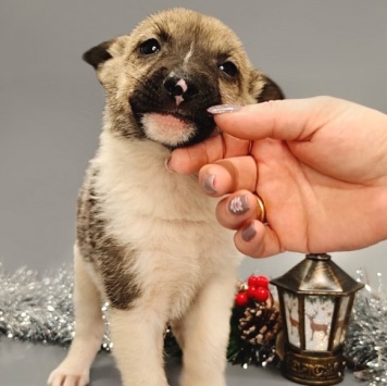 Собаки в добрые руки - Бэль - 1