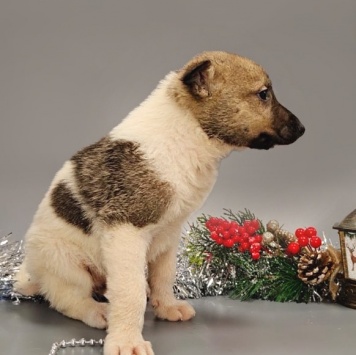 Собаки в добрые руки - Бэль - 2