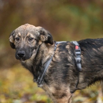 Груня - Собаки в добрые руки