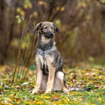 Собаки в добрые руки - Груня - 1