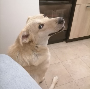 Люся - Собаки в добрые руки