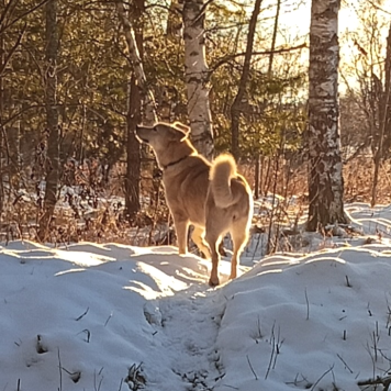 Собаки в добрые руки - Люся - 1