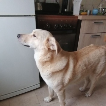 Собаки в добрые руки - Люся - 2