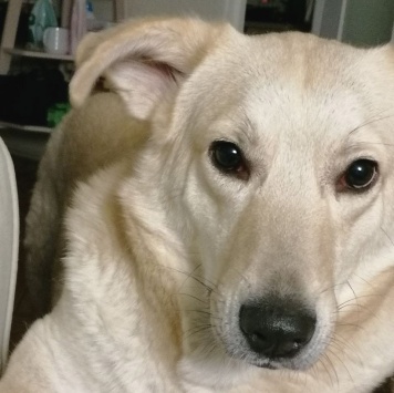 Собаки в добрые руки - Люся - 3