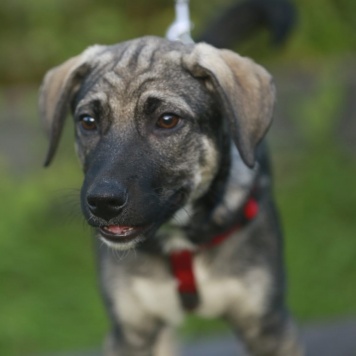 Вольт - Собаки в добрые руки