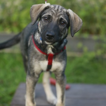 Собаки в добрые руки - Вольт - 1