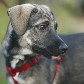 Собаки в добрые руки - Вольт - 2