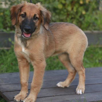 Собаки в добрые руки - Рози - 1