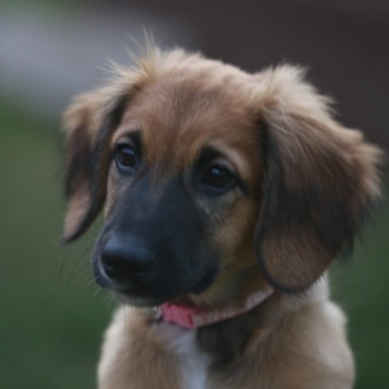 Собаки в добрые руки - Рози - 2