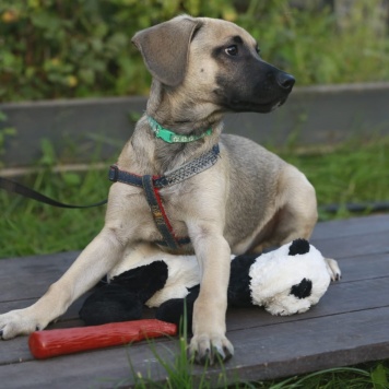 Собаки в добрые руки - Гринч