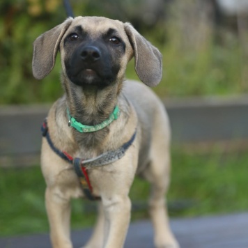 Собаки в добрые руки - Гринч - 1