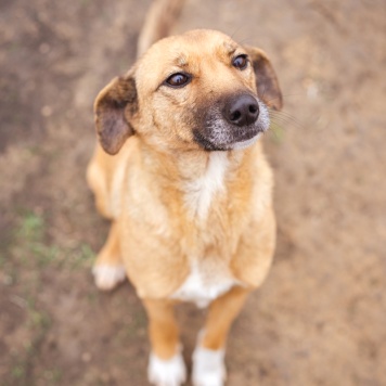 Собаки в добрые руки - Лёша
