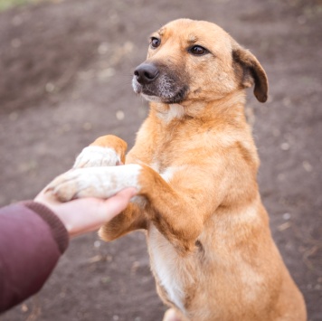 Собаки в добрые руки - Лёша - 2