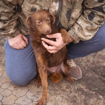 Собаки в добрые руки - Малышка - 1