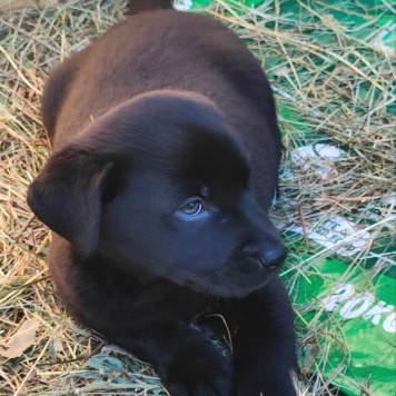 Альфи - Собаки в добрые руки