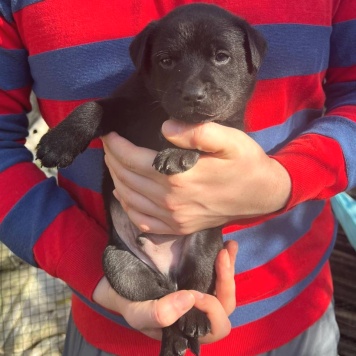 Рейн - Собаки в добрые руки