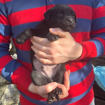 Собаки в добрые руки - Рейн - 1