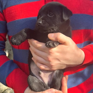 Собаки в добрые руки - Рейн - 2