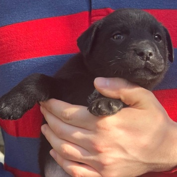 Собаки в добрые руки - Рейн - 3