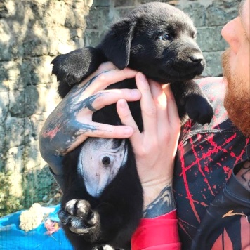 Бруно - Собаки в добрые руки