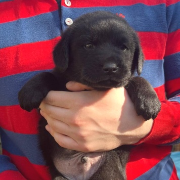 Собаки в добрые руки - Бруно - 1