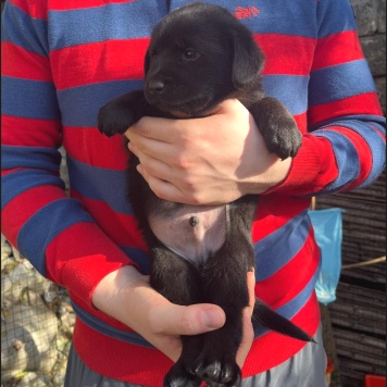 Собаки в добрые руки - Бруно - 2