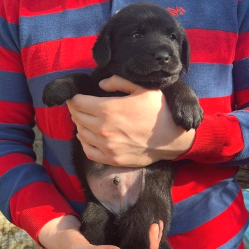 Собаки в добрые руки - Бруно - 3