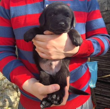 Собаки в добрые руки - Бруно - 4