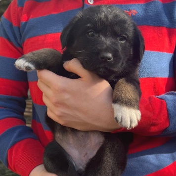 Собаки в добрые руки - Баффи