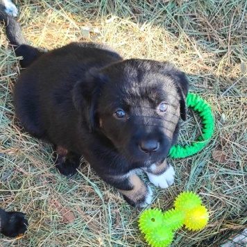 Собаки в добрые руки - Баффи - 1