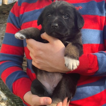 Собаки в добрые руки - Баффи - 2