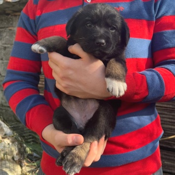 Собаки в добрые руки - Баффи - 3