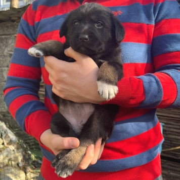 Собаки в добрые руки - Баффи - 4