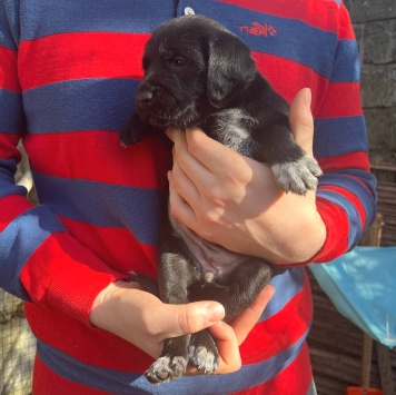 Руни - Собаки в добрые руки