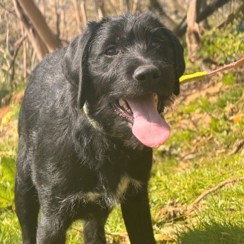 Собаки в добрые руки - Руни