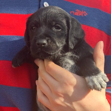 Собаки в добрые руки - Руни - 1