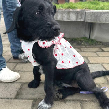 Собаки в добрые руки - Руни - 1