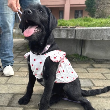 Собаки в добрые руки - Руни - 2