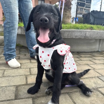 Собаки в добрые руки - Руни - 3