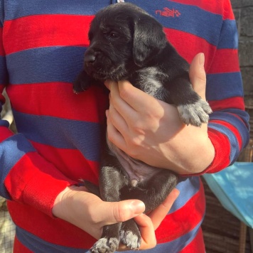 Собаки в добрые руки - Руни - 4