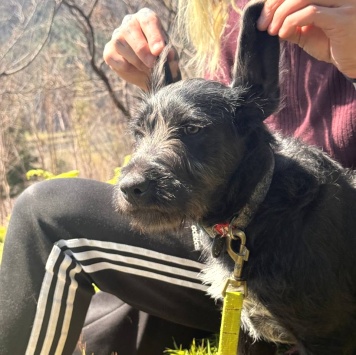 Собаки в добрые руки - Руни - 4