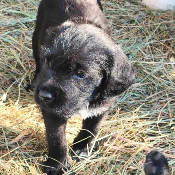 Ума - Собаки в добрые руки