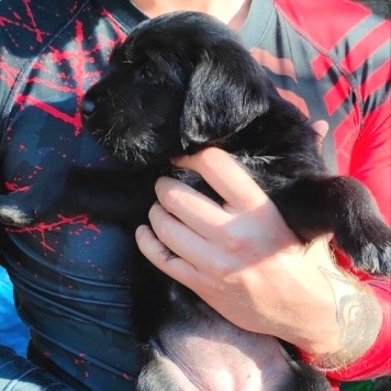 Собаки в добрые руки - Ума - 1